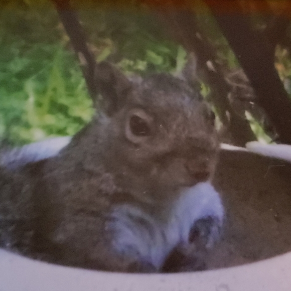 Orig. Glass/Framed/Photography By Greyfox Squirrel - Picture 3 of 4